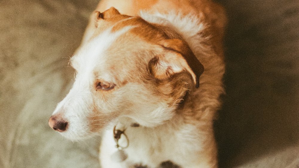 hansemerkur op versicherung hund erfahrungen