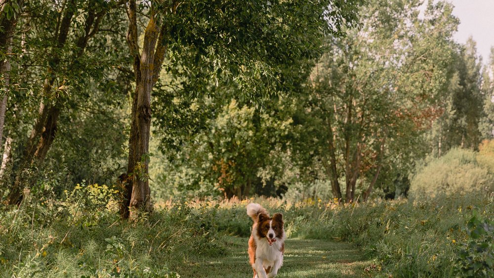 hansemerkur op versicherung hund erfahrungen