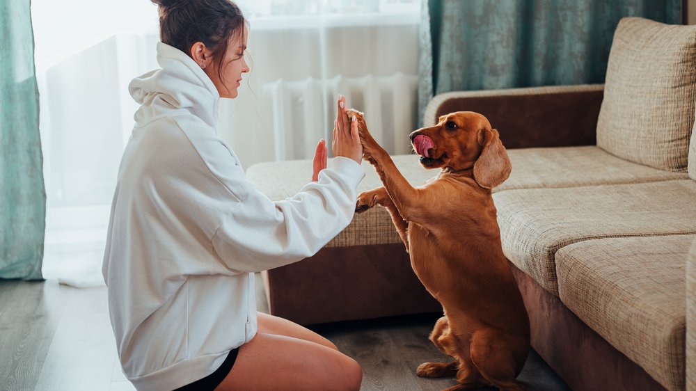 hund beißt hund versicherung zahlt nur die hälfte