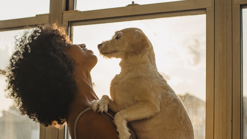 hund beißt hund versicherung zahlt nur die hälfte