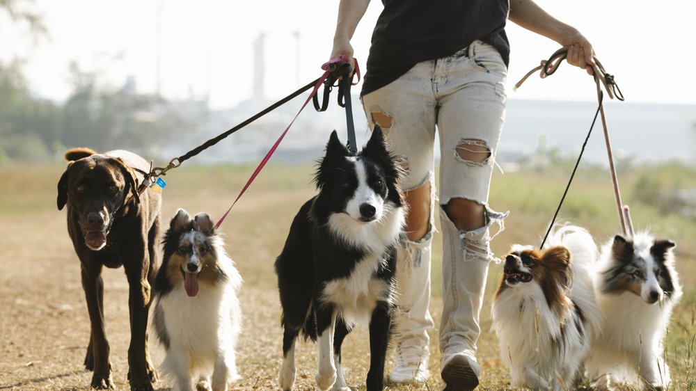 hund beißt hund versicherung zahlt nur die hälfte